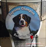 Dog and Horse Trailer custom spare wheel cover